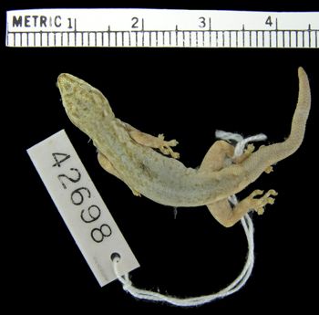 Media type: image;   Herpetology R-42698